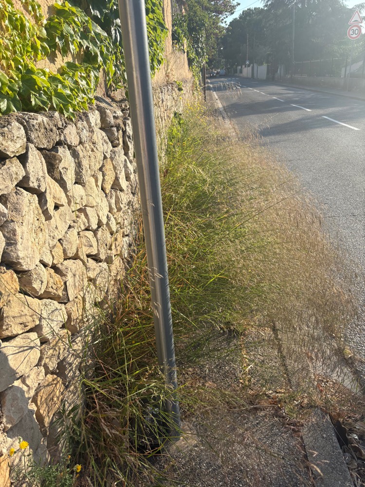 Signalement Végétation envahissante trottoir
