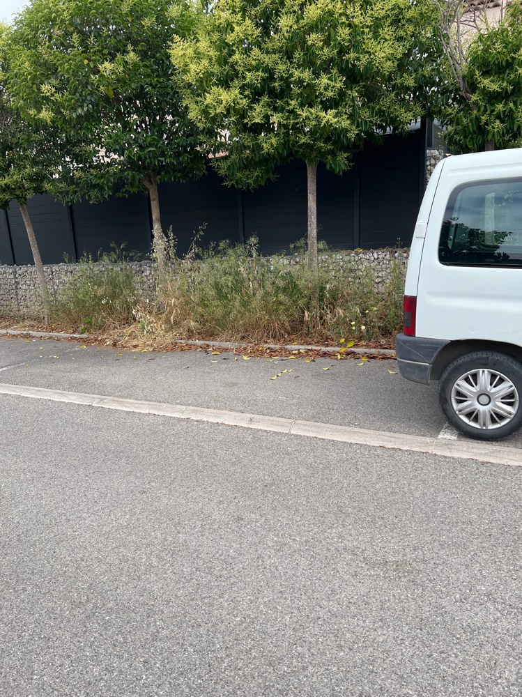 Signalement Végétation envahissante trottoir non entretenu