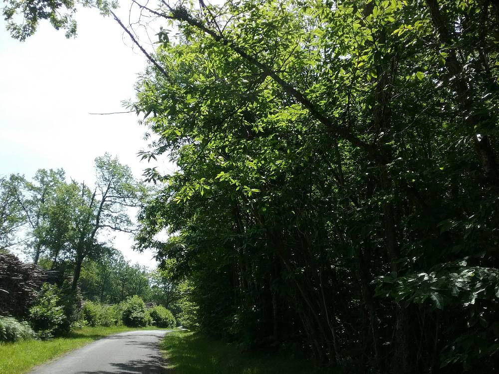 Photo 2 - Branches obstruant chemin de terre