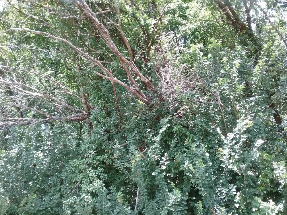 Signalement Fil téléphone fibre encombré arbres