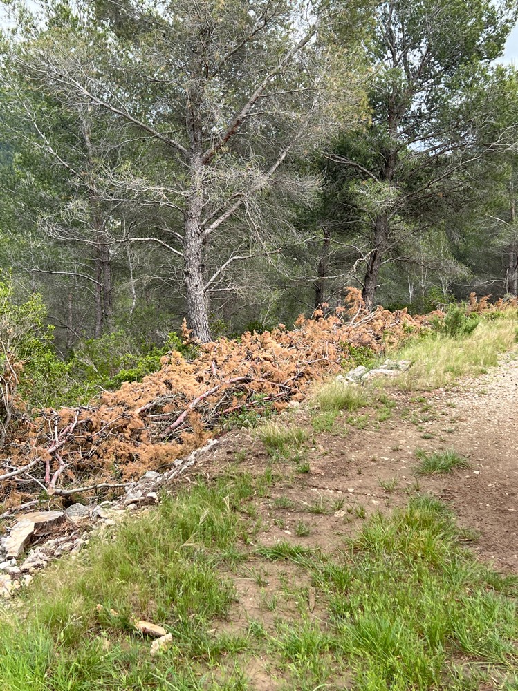 Signalement Déchets végétaux non évacués