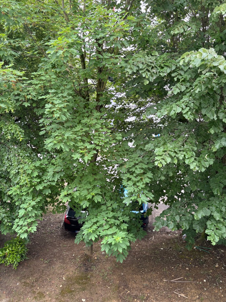 Arbre branches gênantes cheminement
