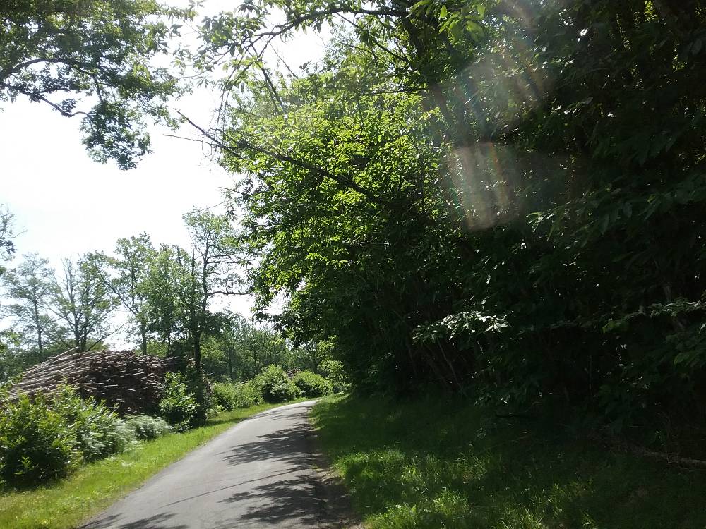 Signalement Branches obstruant chemin de terre