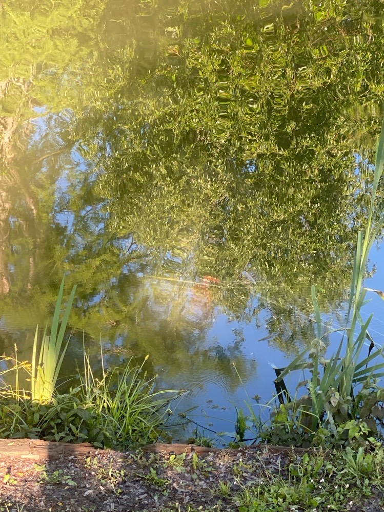 Caddie dans l’eau