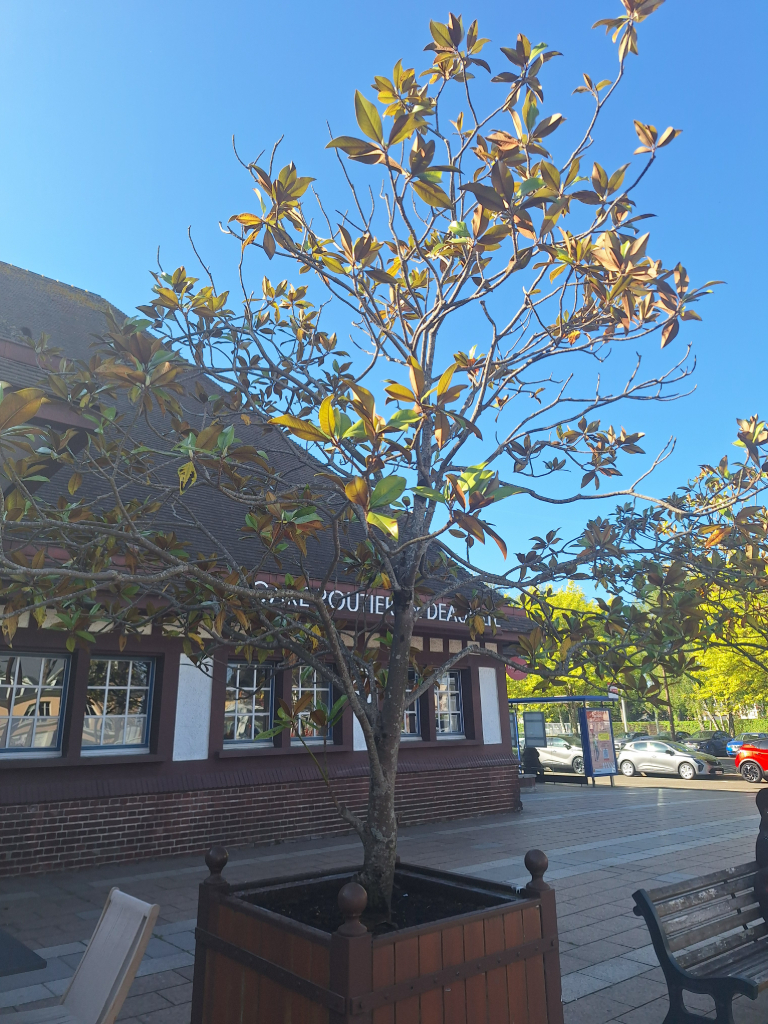 Photo 2 - Magnolias en pot gare routière