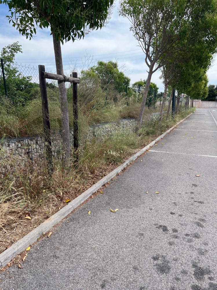 Photo 4 - Végétation envahissante trottoir non entretenu