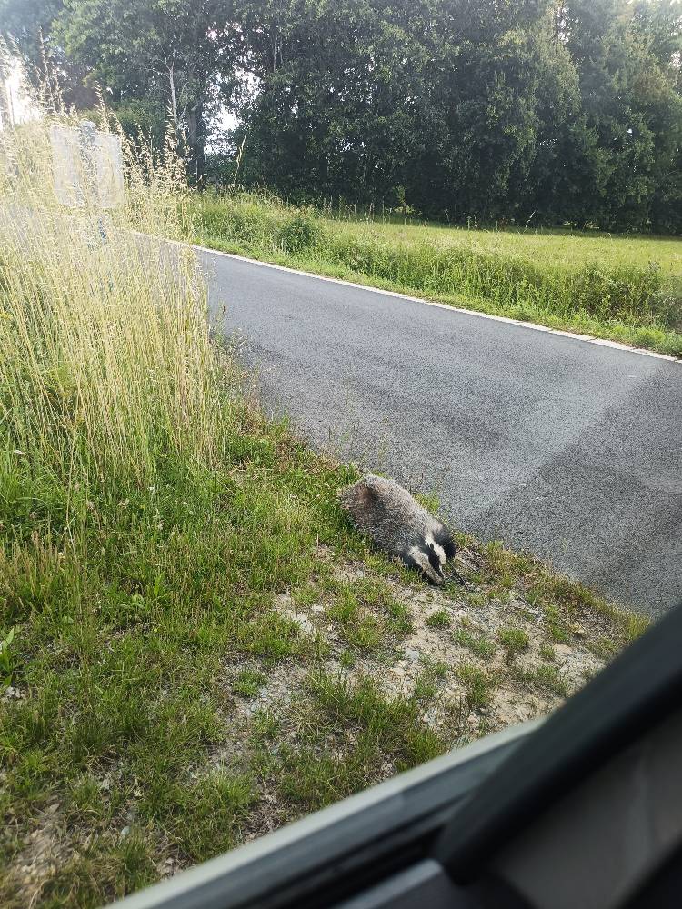 Signalement Animal mort chemin des Patisseaux