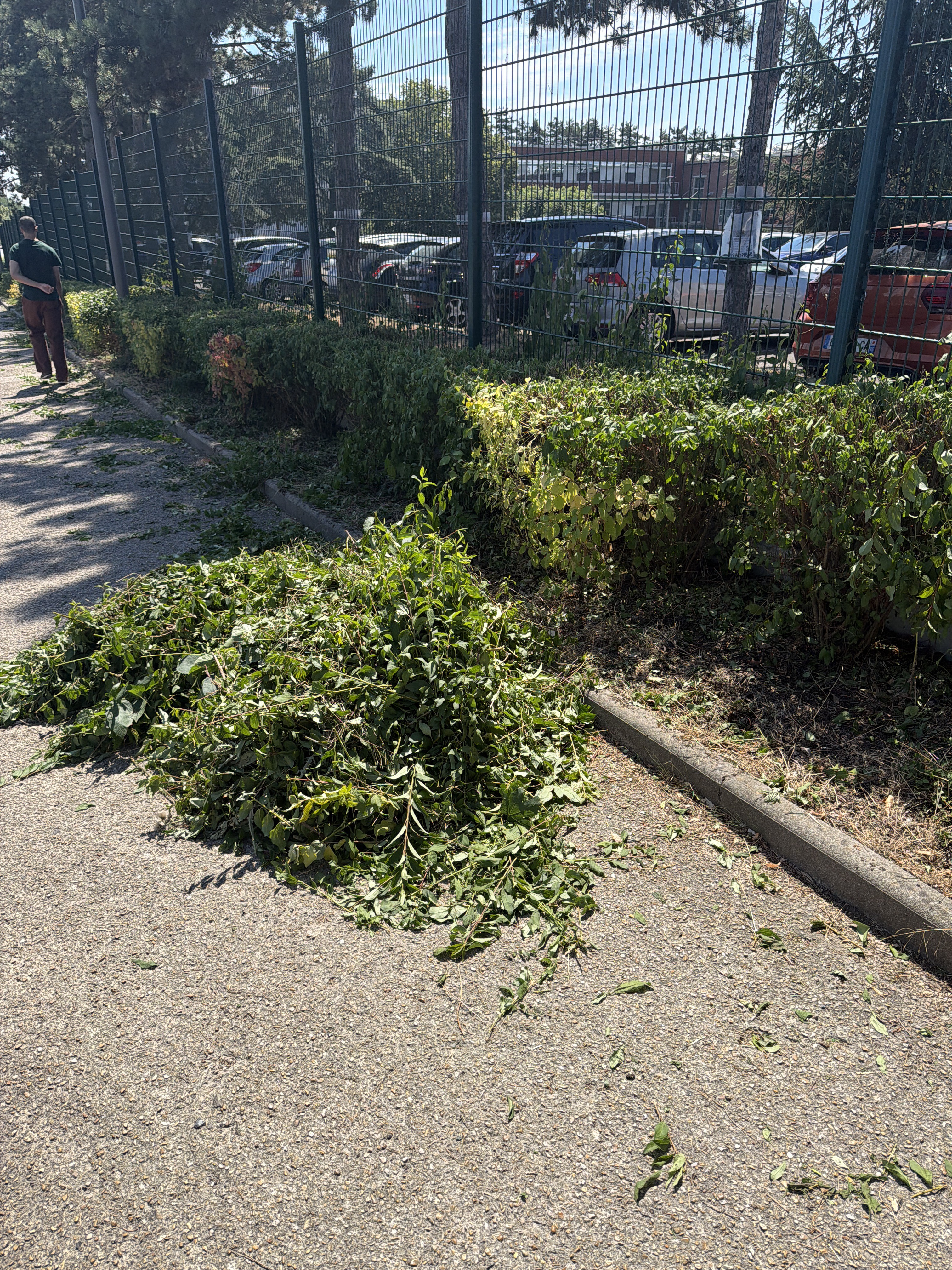 Signalement Déchets verts sur trottoir