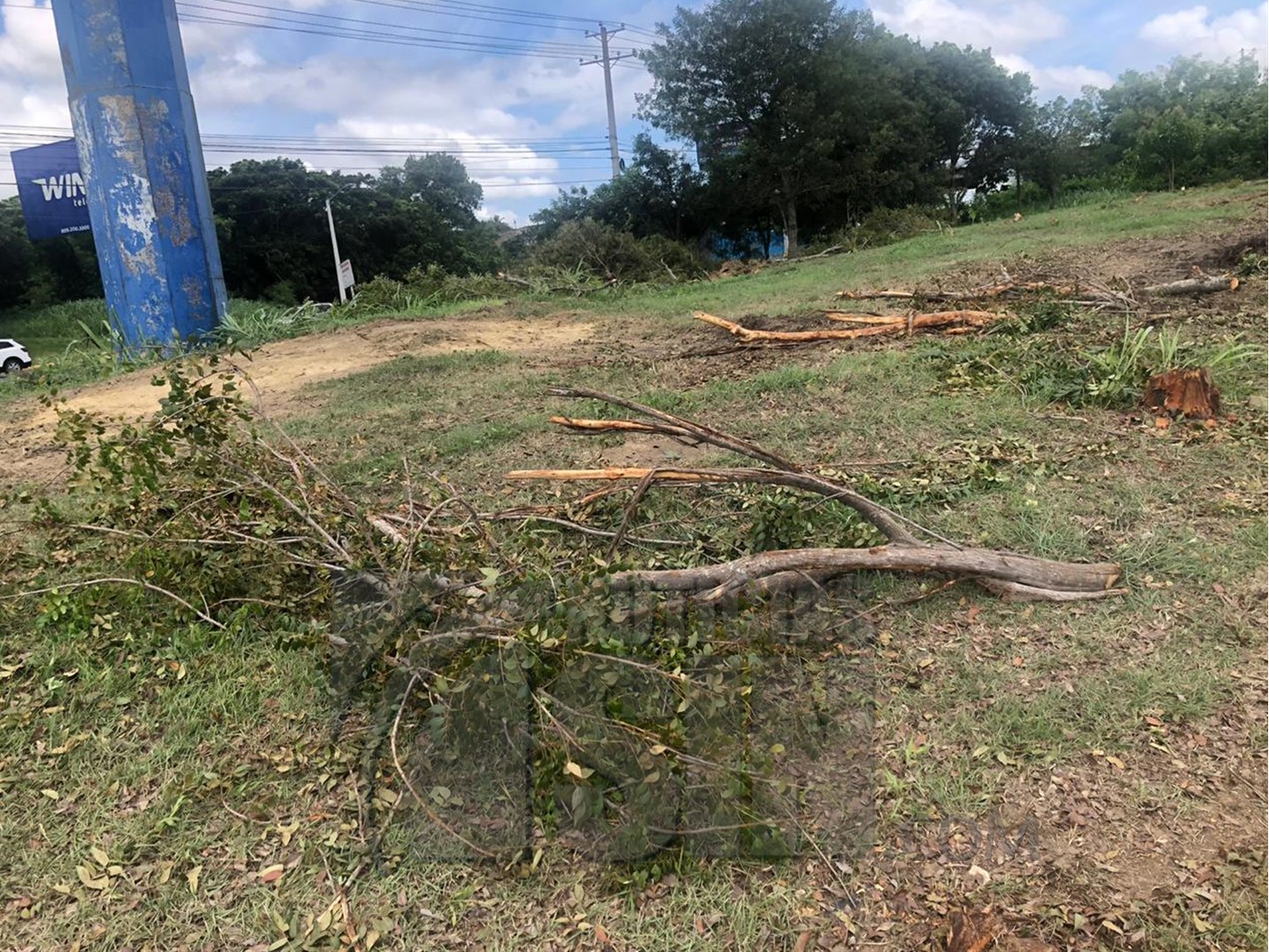 Autoridades del Aeropuerto Internacional del Cibao denuncian tala ...