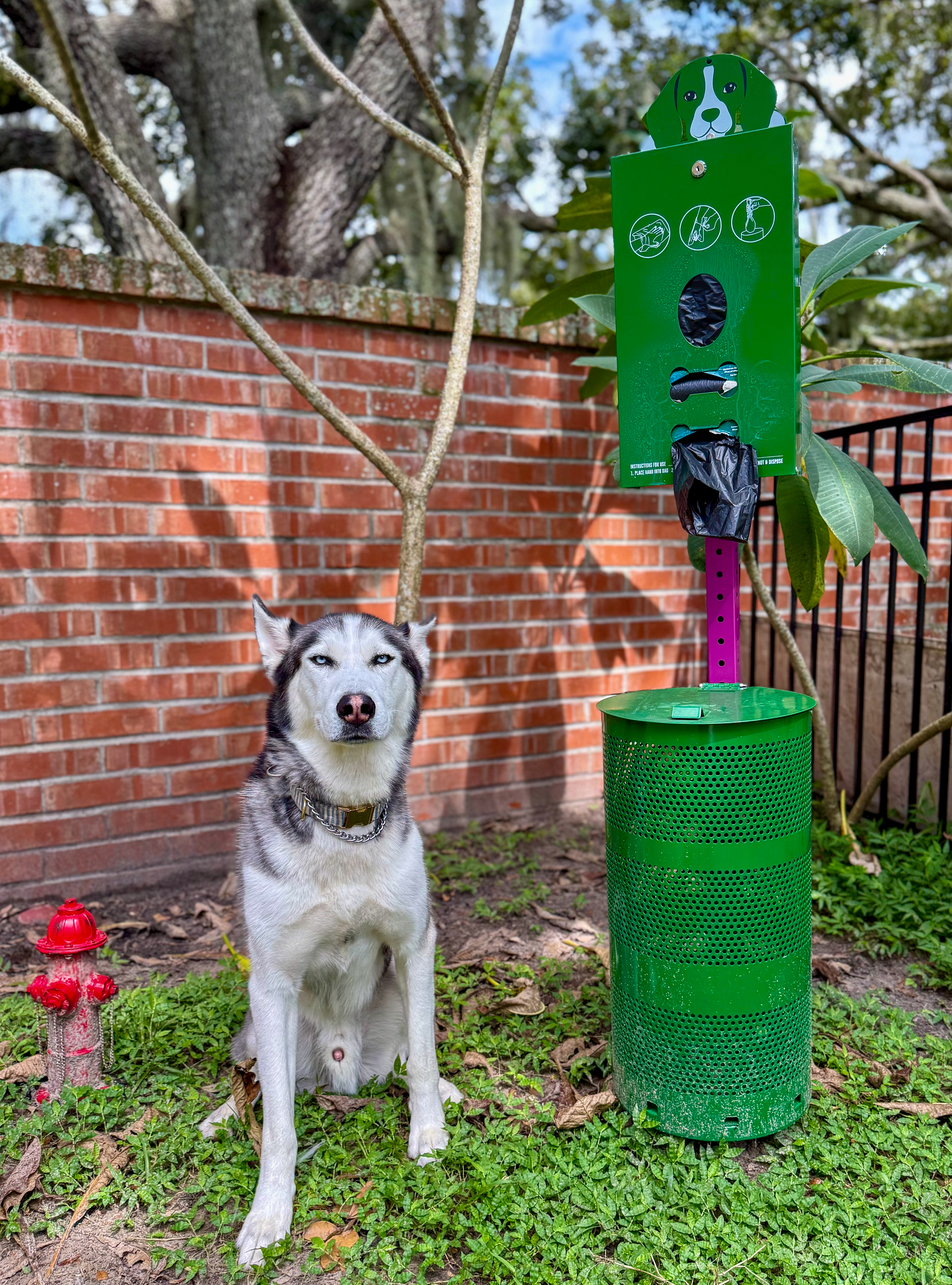 Husky standing beside a dog waste station in TheDoodPark