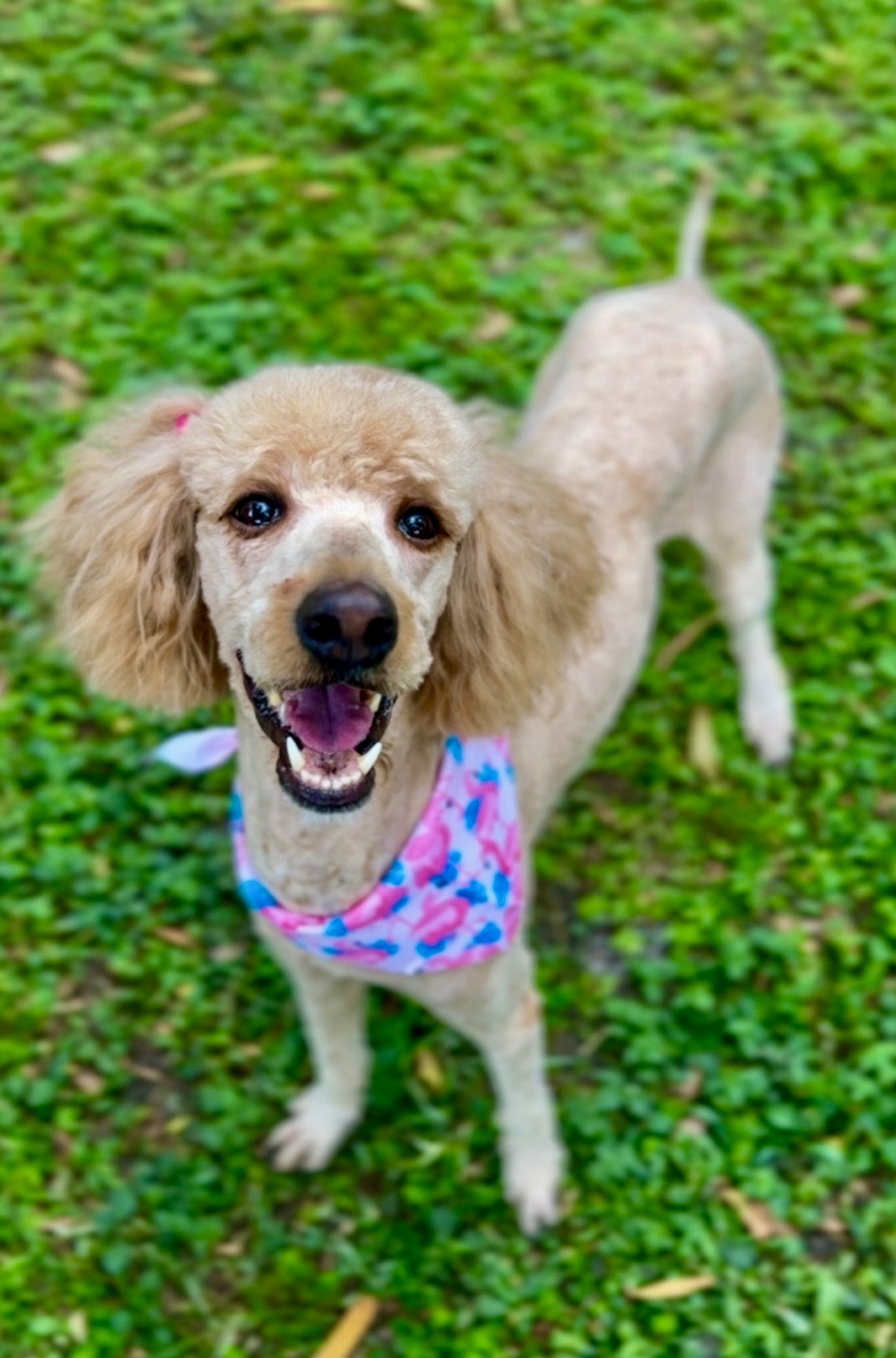 Cosmo Wonderdog