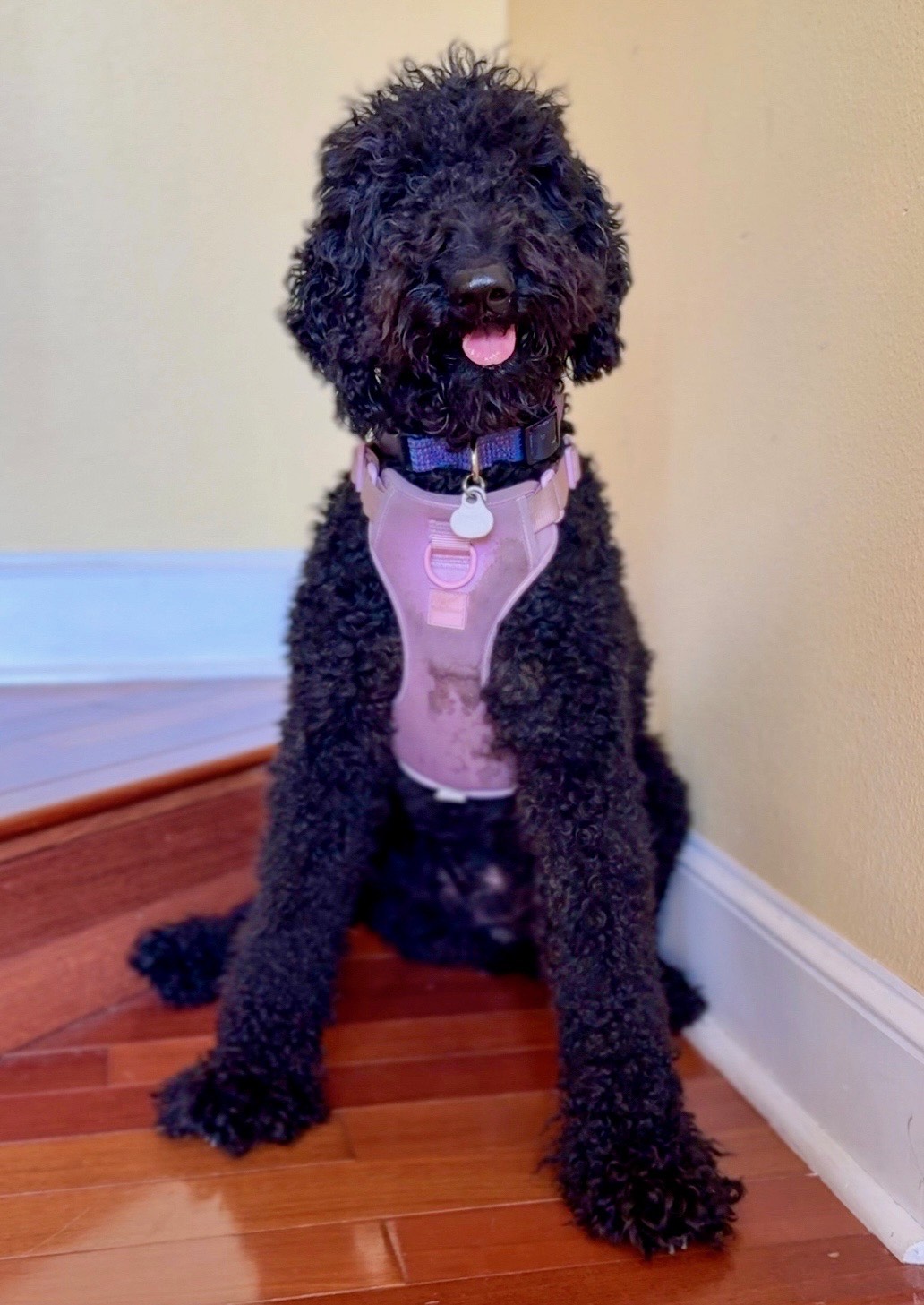 Penny