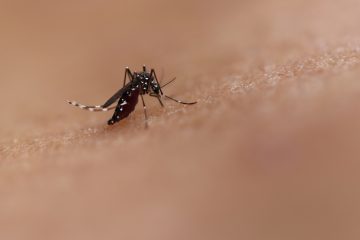 Paraíba registra mil casos de dengue em menos de um mês e situação preocupa autoridades - SINDESEP