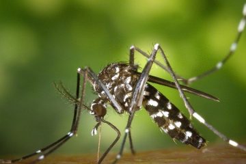 Infecção por chikungunya induz imunidade contra o vírus mayaro - SINDESEP