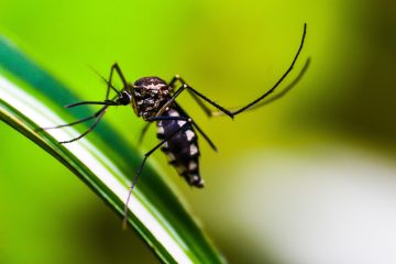 Condições socioambientais de João Pessoa favorecem ao Aedes aegypti, diz pesquisa - SINDESEP