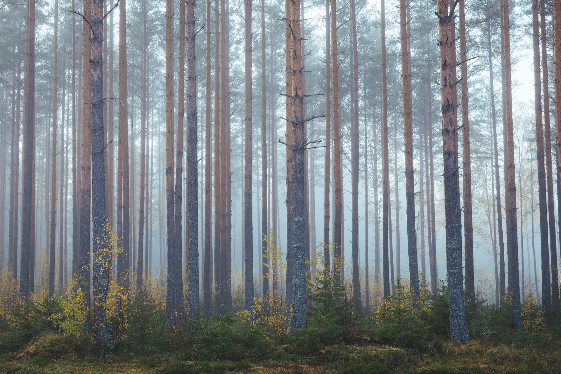 Aamu-usva mäntymetsässä.