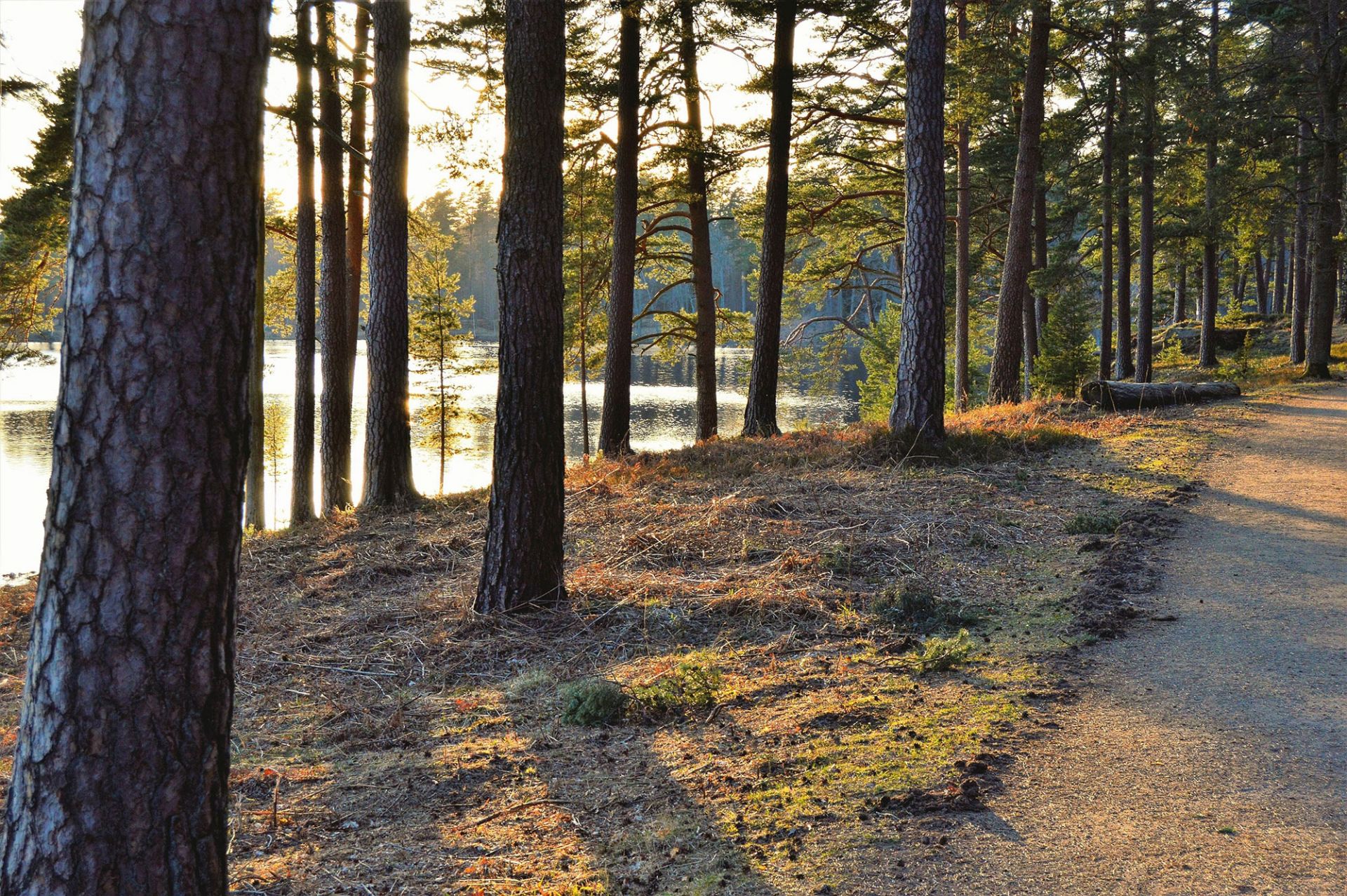 Mäntymetsä, taustalla vettä. Iltapäivän aurinko paistaa.