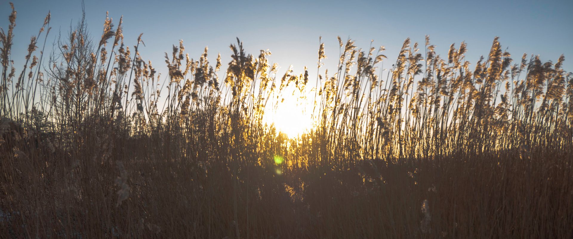 aurinko paistaa tiheän kaislikon välistä