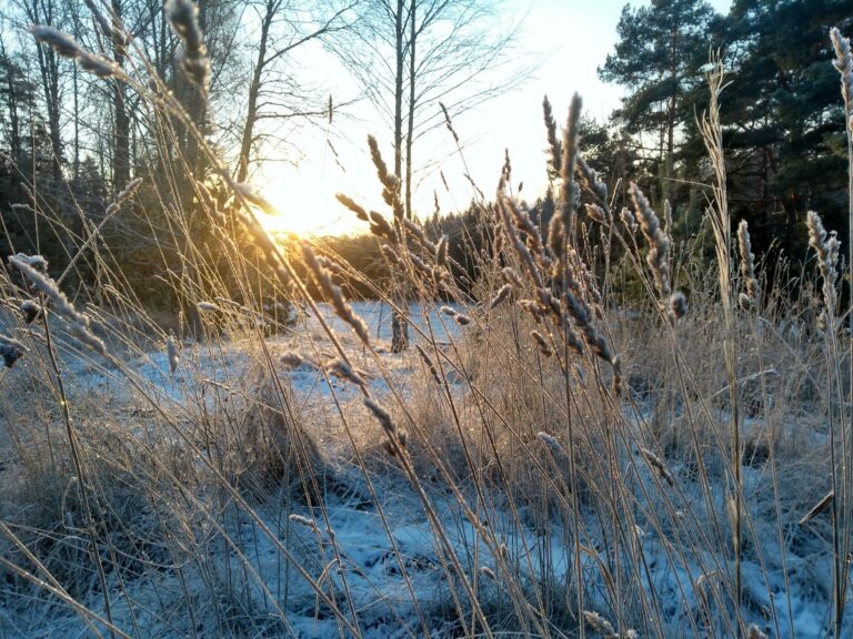 Jäähileisiä heiniä talviauringossa