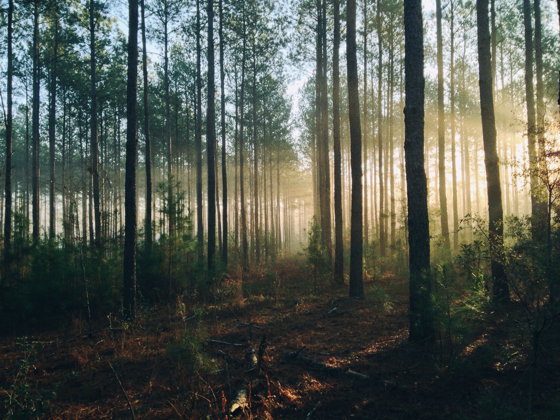 aurinko paistaa metsän puiden läpi