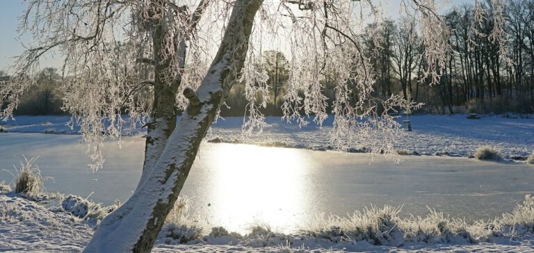 Kuvassa on aurinkoinen talvinen maisema. Etualalla on koivu, jonka huurteisiin oksiin auringonvalo heijastuu. Taka-alalla on jäätynyt järvi.