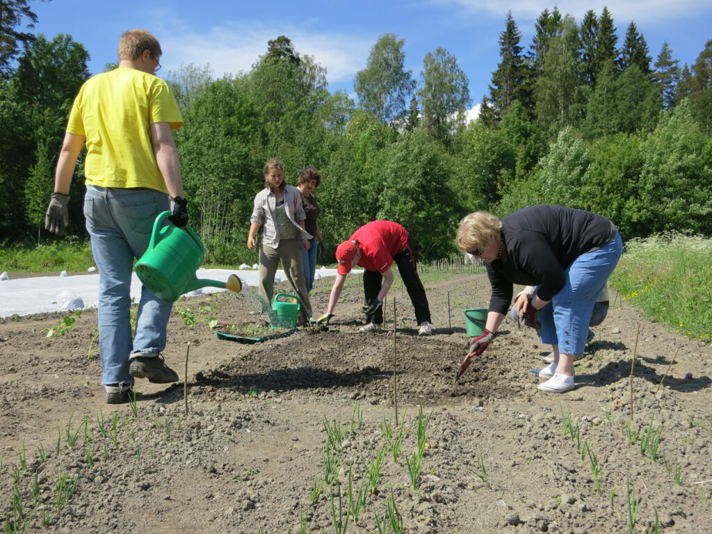 kasvimaan istutus