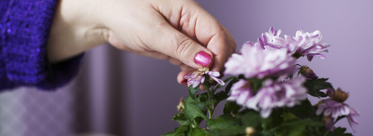 Käsi koskettaa violetteja kukkia pöydällä