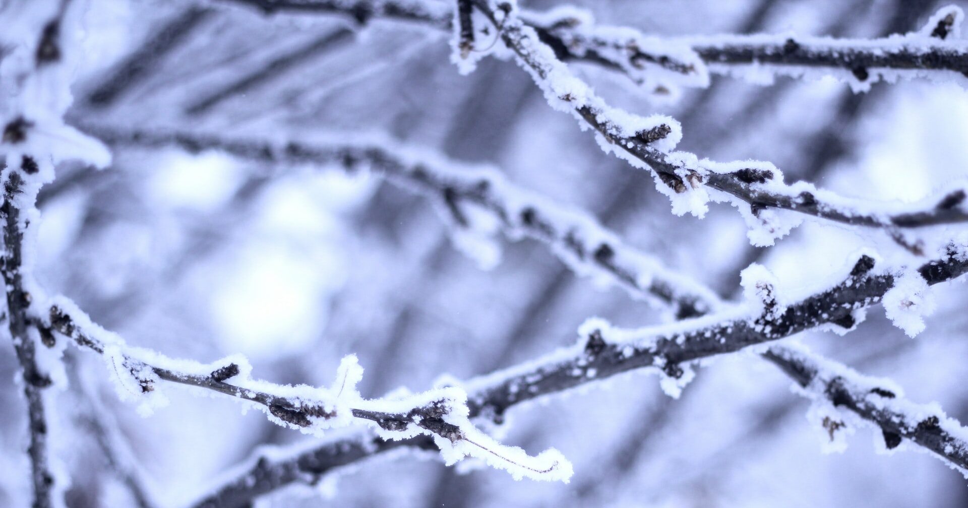 Lunta puiden oksien päällä