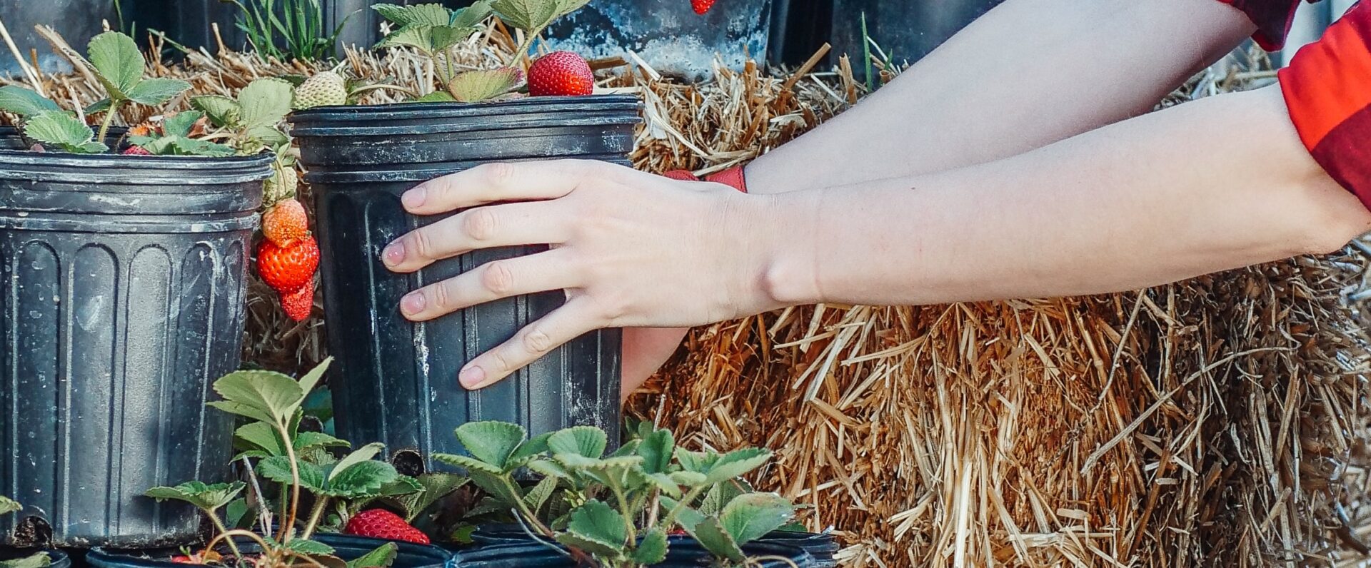 Kädet ovat tarttuneet ruukkuun, jossa kasvaa mansikoita.