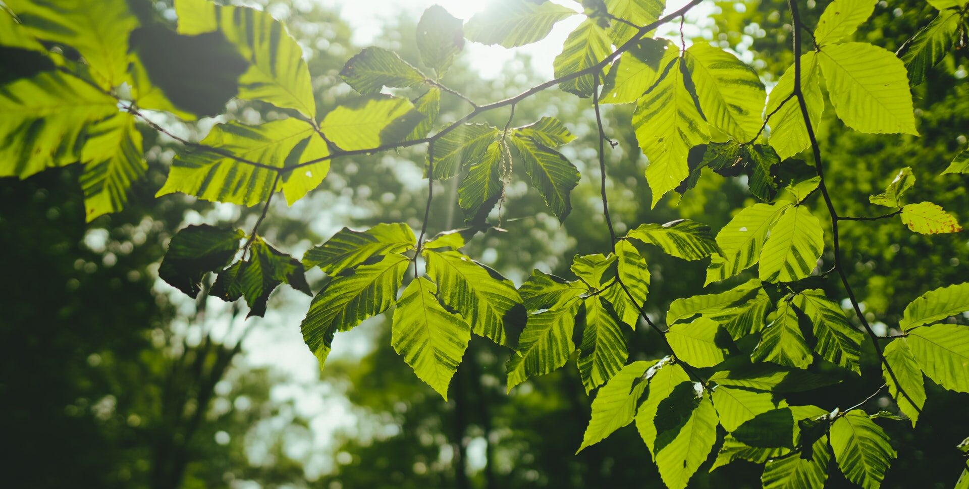 Aurinko paistaa lehtien läpi