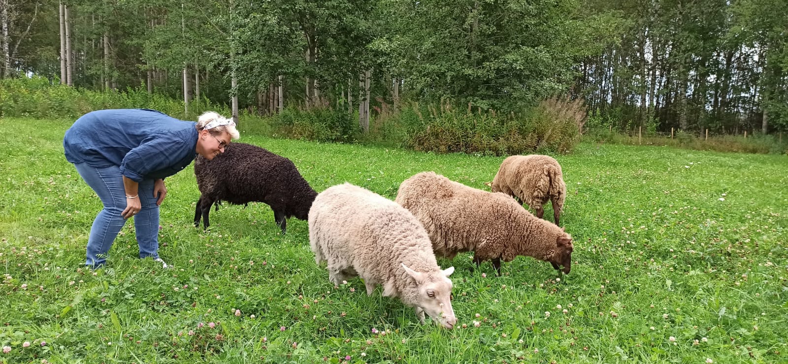 Vasemmalla kumartuneena hymyilevä nainen, joka katsoo keskellä ja oikealla neljää isoa ruohoa syövää lammasta. Taustalla on metsikköä.