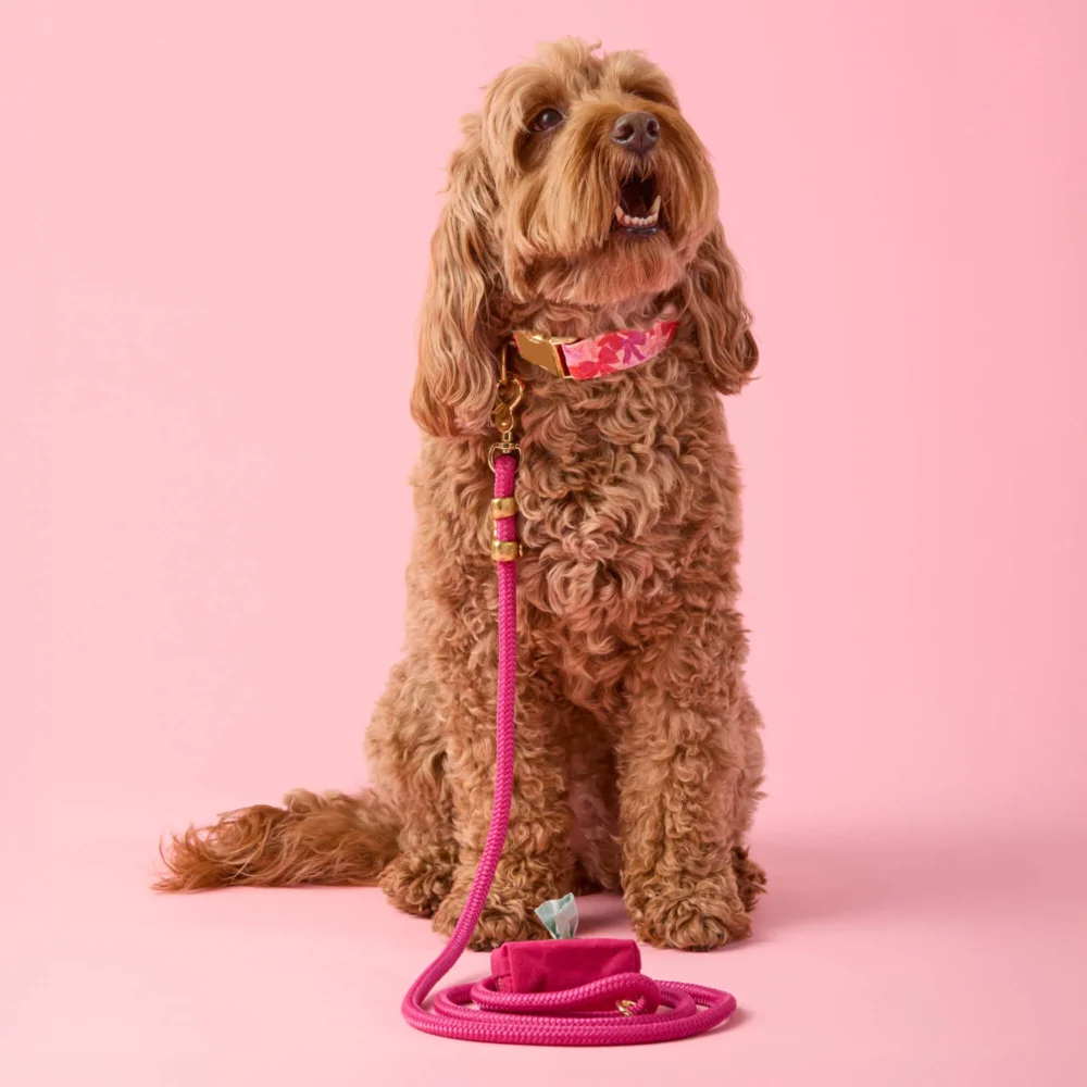 Take a Bow Collar Walk Set - 4