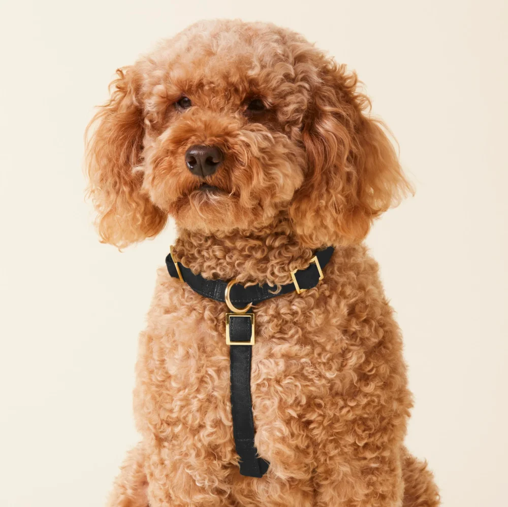Onyx Dog Harness - 4