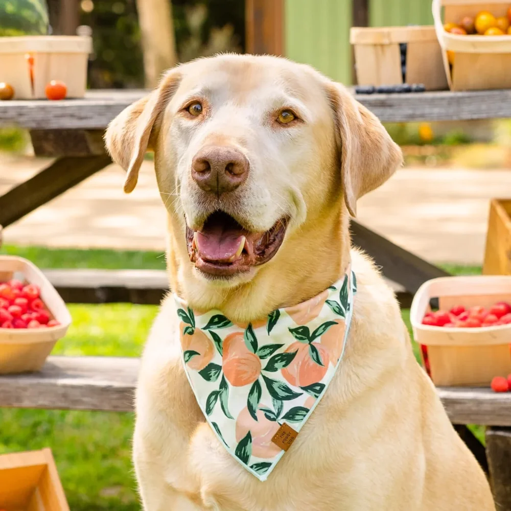 Peaches and Cream Dog Bandana - 3