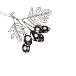 Hawthorn Goods