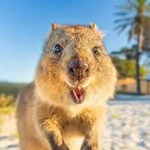 Quokka
