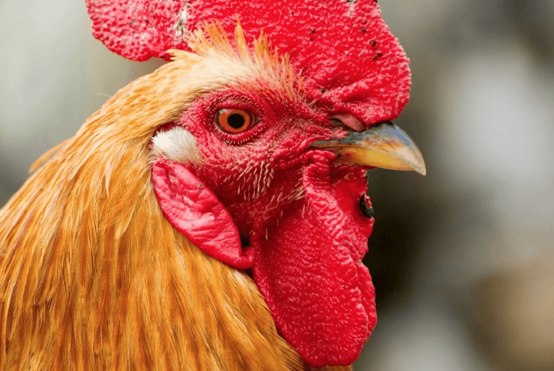 Algunas buenas noticias sobre el mortal virus de la gripe aviar H7N9