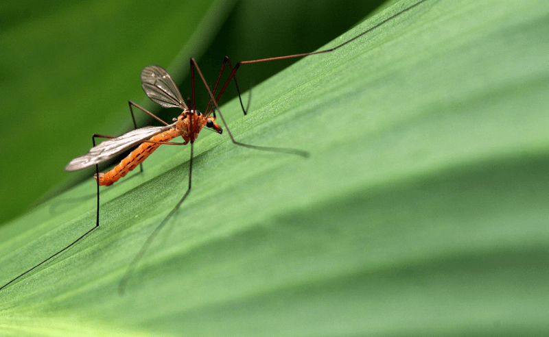 Chikungunya-virussen er i Caribien