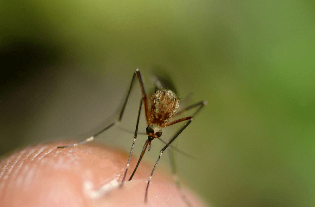 Tror du at du ikke vil få chikungunyafeber når du besøker Karibia?