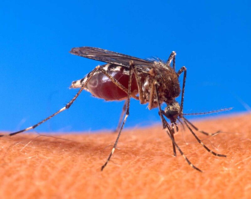 Virus Zika - Domande chiave