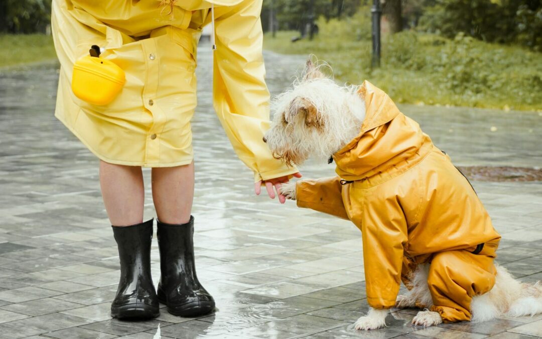 Hund smittet med fugleinfluenza - skal vi være bekymrede?