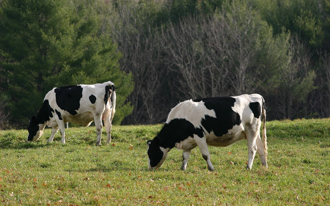 Högpatogen aviär influensa - H5N1