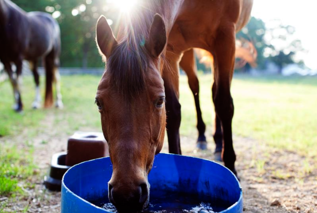 horse drinking