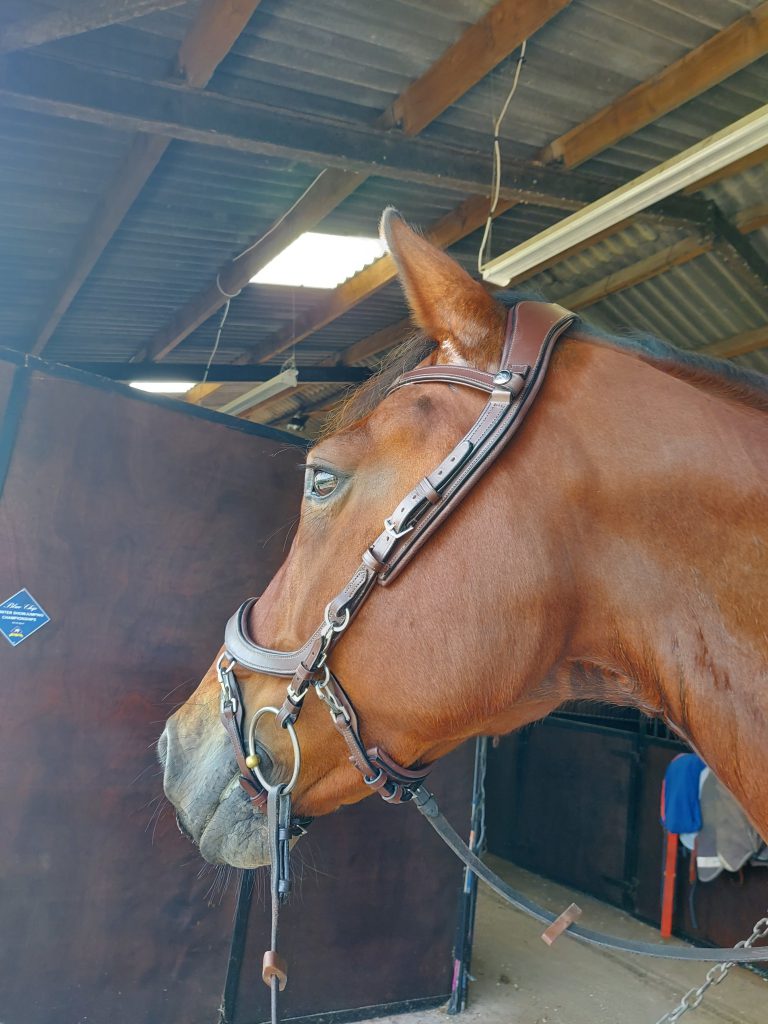 horse-wearing-presteq-bridle