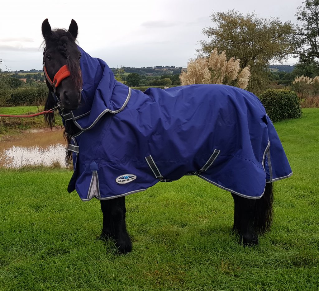 Tried and Tested – Weatherbeeta Horse Rugs Tried and Tested – Weatherbeeta Horse Rugs