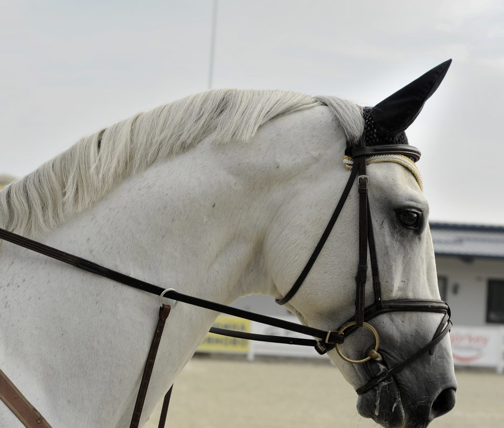 horses-we've-all-owned-in-our-lifetime
