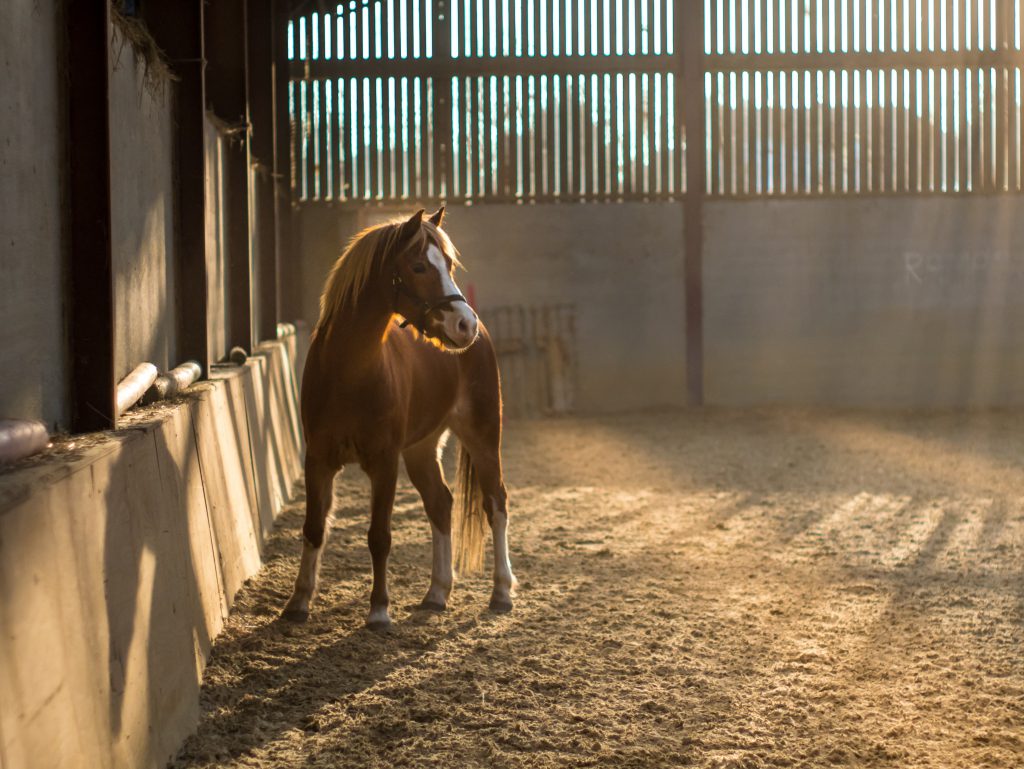 Horses we’ve all owned in our lifetime Horses we’ve all owned in our lifetime