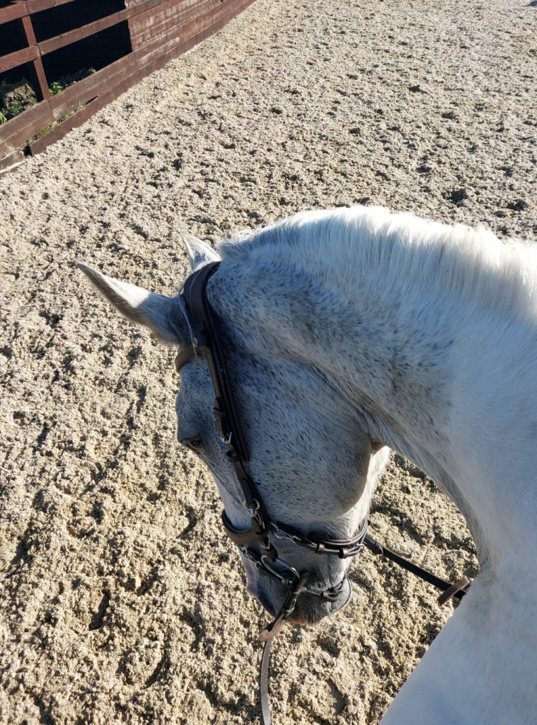presteq-faysport-bridle