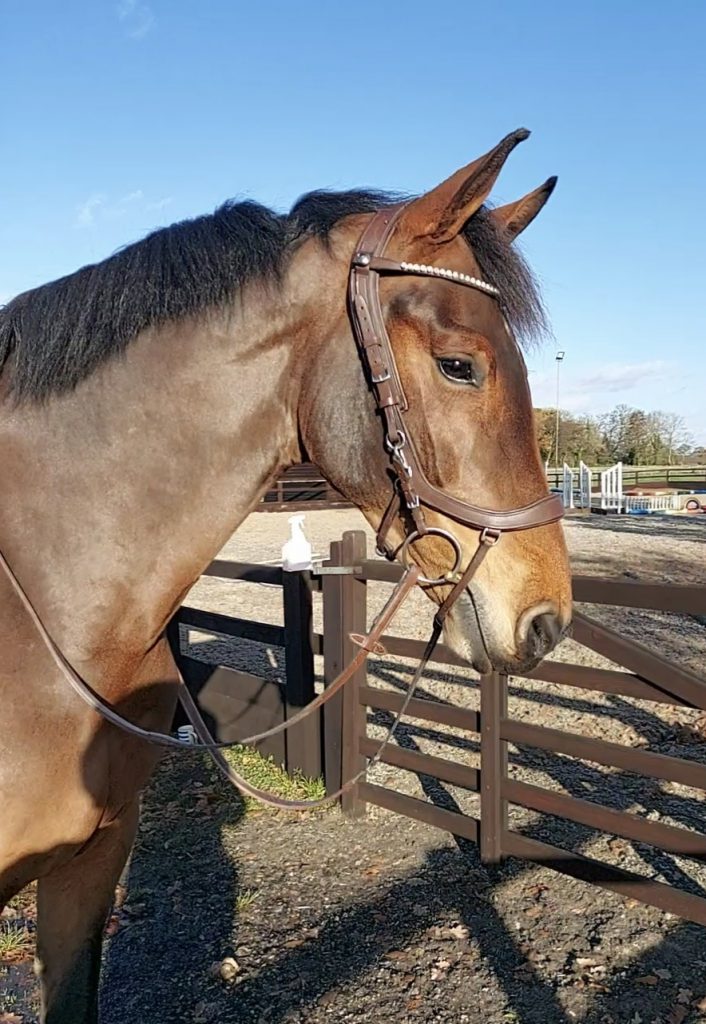 presteq-faysport-snaffle-bridle