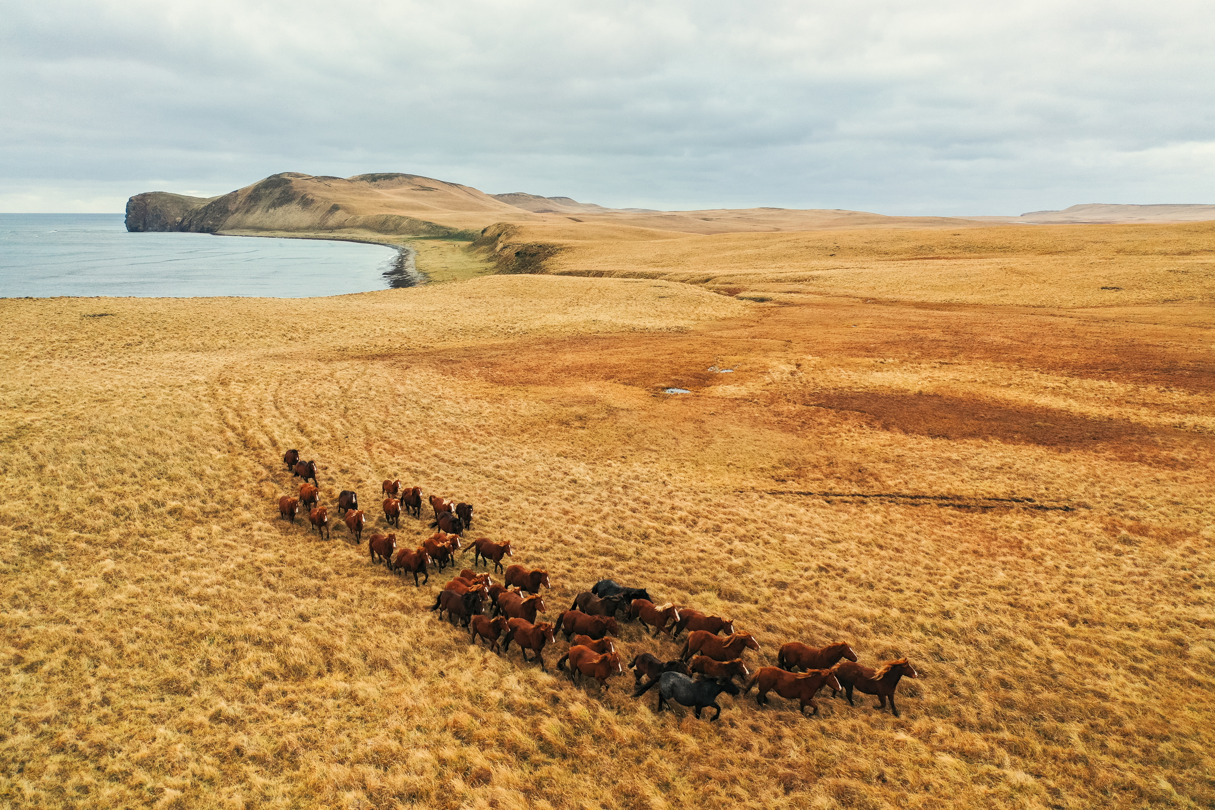 Wild horses in the Aleutian Islands, shot by Chris Burkard on a Roark surf trip